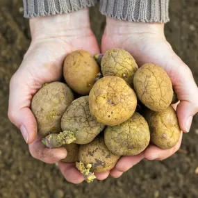 Foxy Seed Potatoes, 10 per bag