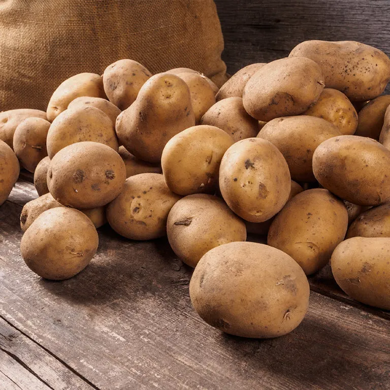 Foxy Seed Potatoes, 10 per bag