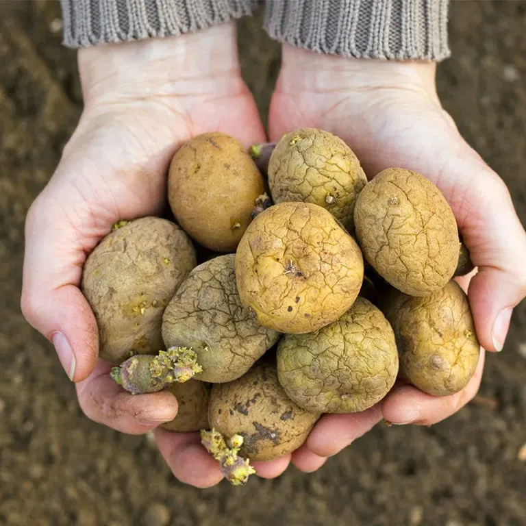 Foxy Seed Potatoes, 10 per bag