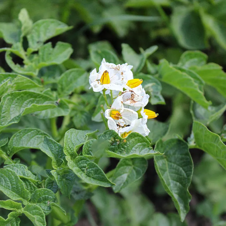 Foxy Seed Potatoes, 50 per bag